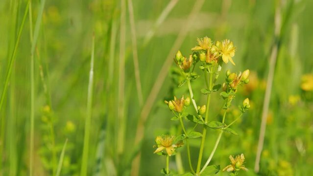 Hypericum flowers or hypericum perforatum or st john s wort, on the meadow. It s antidepressant.