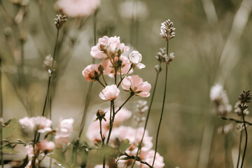 soft roses in the garden