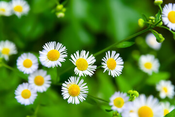 Obraz premium Chamomile wild flower. Flowering white meadow flower. Close-up of a small wild flower. Selective soft focus. Blurred background