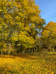 Naklejka premium autumn park in the park