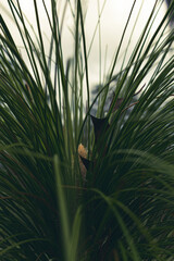 Up close view of pine needles