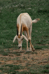 zoo , rogi sarna , gnu  © Krzysztof