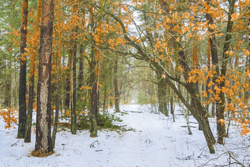 snowbound rural road through the forest, seasonal natural background