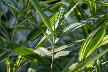 Fototapeta na wymiar Bambous, feuillage et chaumes. Lumineux et coloré inspirant la détente et relaxation