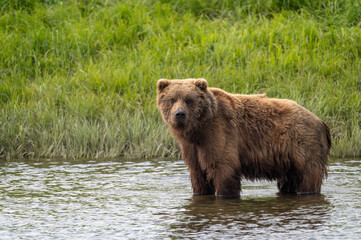 Obraz na płótnie Canvas Alaskan brown bear at McNeil River