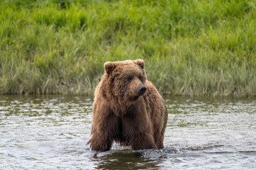 Fototapeta premium Alaskan brown bear at McNeil River