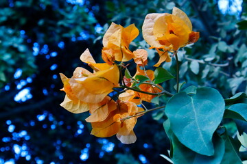orange bugenvillea flowers  