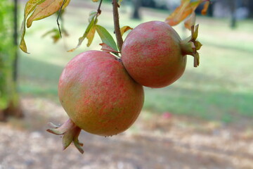 pomegranat in the garden
