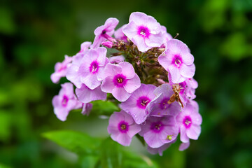 Phlox flower. Close-up of a purple phlox inflorescence. Flowers blooming in the garden. Floral wallpaper. Selective focus. Blurred background