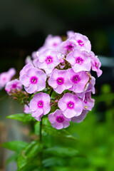 Phlox inflorescence. Close-up of a purple phlox flower. Flowers blooming in the garden. Floral wallpaper. Selective focus. Blurred background