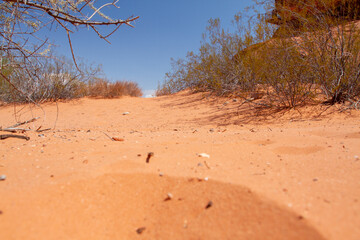 ultra fine sand grains and micro particles compose the top layer of substrate at the bottom of the canyon floor, with only a few shrubs able to survive here