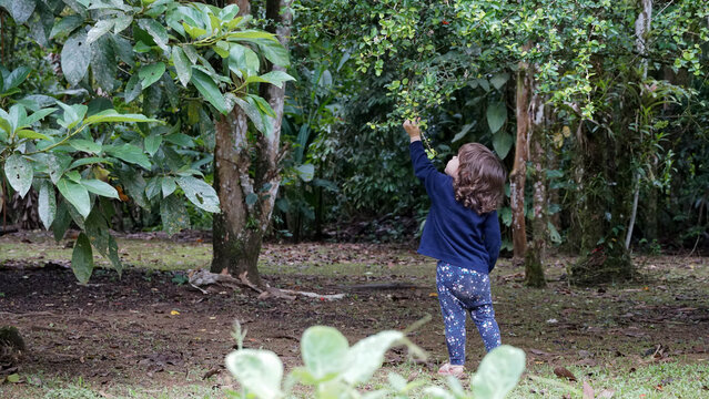 Crian&ccedil;a, menina, de costas, colhendo frutos num p&eacute; de acerola.