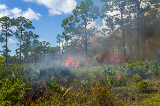 Flames engulfing palmettos in a pine flatwood area