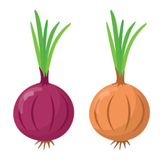 Red onion and onion isolated on white background. Difference between red onion and onion. flat style - obrazy, fototapety, plakaty