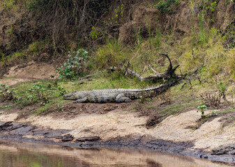 crocodile in the wild