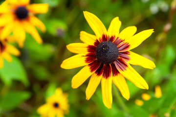 Rudbeckia flower. Black-eyed Susan. Close-up of a wet large flower after rain. Selective focus. Floral wallpaper. Blurred background