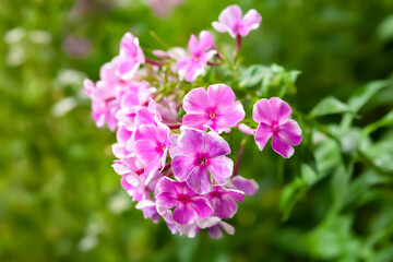 Fototapeta na wymiar Phlox inflorescence. Close-up of a pink phlox flower. Flowers blooming in the garden. Floral wallpaper. Selective focus. Blurred background