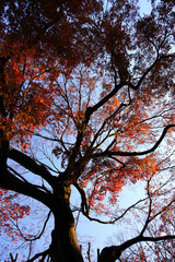 A photograph of a forest canopy colored with autumn leaves as a background material