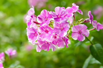 Flowers Phlox. Close-up of a pink phlox inflorescence. Flowers blooming in the garden. Floral wallpaper. Selective focus. Blurred background