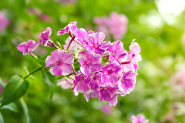Fototapeta na wymiar Phlox flowers. Close-up of a pink phlox inflorescence. Flowers blooming in the garden. Floral wallpaper. Selective focus. Blurred background