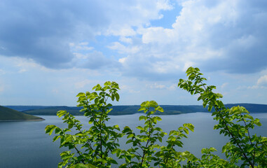 tree on the lake