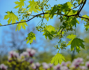 leaves against blue sky