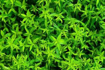 Green leaves background. Natural texture of foliage. Abstract surface for design