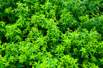 Green foliage background. Natural texture of garden aster leaves. Abstract surface for design