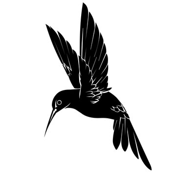 illustration of a humming bird. Logo colibry hummingbird