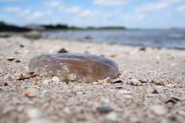 jellyfish on the sea shore at low tide