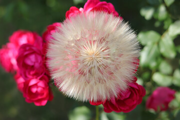 Dandelion flower. Taraxacum Erythrospermum. Abstract nature background of Dandelion in spring. Silhouette head of Dandelion flower flower on a background of pink roses. Seed macro closeup.