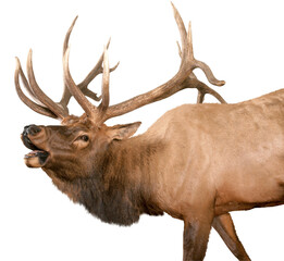 A Rocky Mountain Bull Elk bugling over a transparent background.
