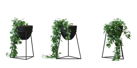 heart Leaf philodendron 3d rendering with white background © background photo