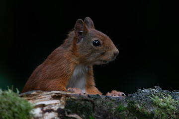 Portrait of a beautiful Red squirrel (Sciurus vulgaris)  on a branch in the forest of Noord Brabant...