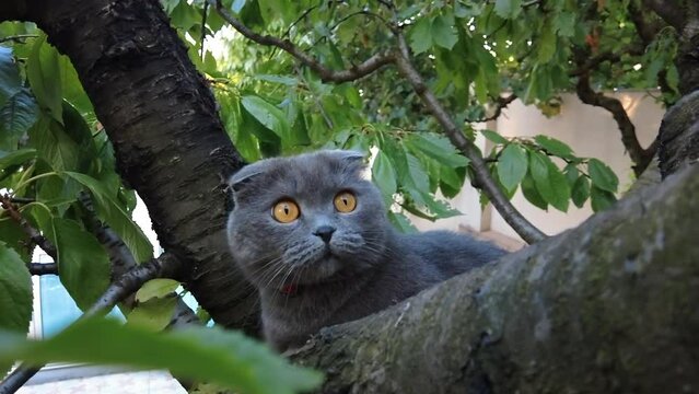 British fold short hair cat climbing a tree and getting ready to attack