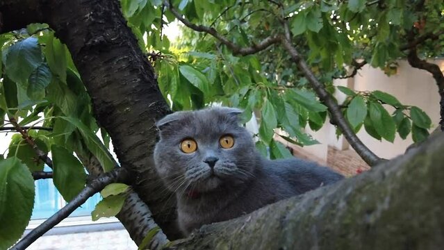 British fold short hair cat climbing a tree and getting ready to attack