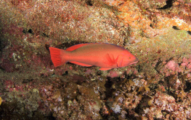Obraz na płótnie Canvas Red fish in their habitat on the seabed