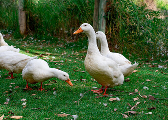 Naklejka na ściany i meble white geese strolling on the green grass on the shore of the pond, bokeh background