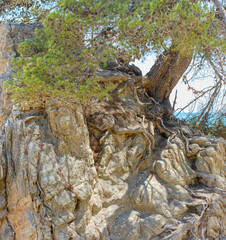 Pine growing on coastal rock at Santa Cristina beach, Catalonia.