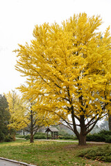 Autumn landscape with yellow Ginkgo biloba trees. Fall park alley. Autumn day. Countryside. Red and orange autumn leaves. Golden Autumn. Beautiful colorfull season. October nature Landmark. 