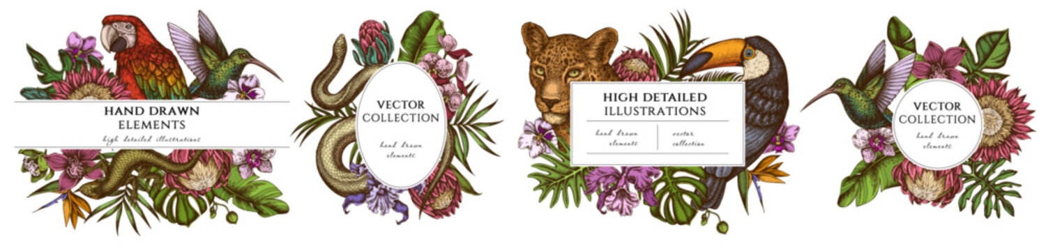 Tropical animals hand drawn frame templates. Vintage illustrations of leopard, snake, lizard, hummingbird, toucan, scarlet macaw, monstera, banana palm leaves, strelitzia, tropical palm leaves, orchid