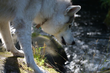 Wolfdog on Rock 