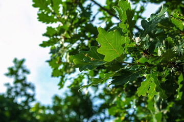 Fototapeta na wymiar Branch of PEDUNCULATE OAK with acorns in summer. The Latin name for this tree is QUERCUS ROBUR L.