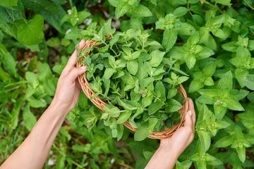 Harvesting mint leaves, woman's hands with pruner and wicker plate in garden © Valerii Honcharuk