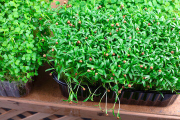 microgreens in a container in the process of growth on a light background