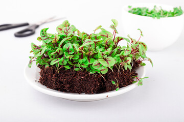microgreens in a container in the process of growth on a light background