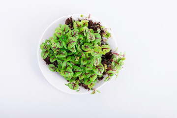 microgreens in a container in the process of growth on a light background