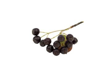 Chokeberry without leaves, highlighted on a white background.