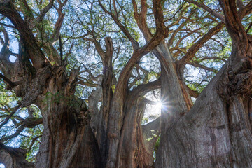 Fototapeta premium The Tule tree from Santa Maria del Tule, Mexico. The Biggest tree in Latin America is over 2000 years old