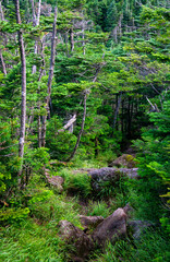 Fototapeta premium 雨池山から雨池峠への登山道